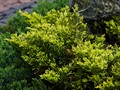 Juniperus horizontalis Limeglow IMG_2369 Jałowiec płożący